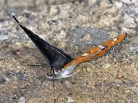 233_17, Grote ijsvogelvlinder : Limenitis populi, Poplar Admiral, Grote ijsvogelvlinder