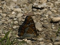 Limenitis populi 6, Grote ijsvogelvlinder, Saxifraga-Marijke Verhagen