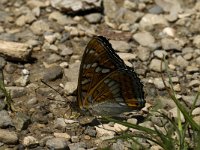 Limenitis populi 7, Grote ijsvogelvlinder, Saxifraga-Marijke Verhagen