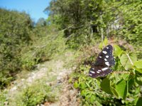 Limenitis reducta 44, Blauwe ijsvogelvlinder, Saxifraga-Kars Veling