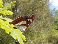 Limenitis reducta 50, Blauwe ijsvogelvlinder, Saxifraga-Kars Veling