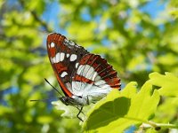 Limenitis reducta 51, Blauwe ijsvogelvlinder, Saxifraga-Kars Veling