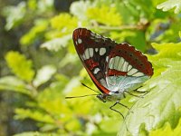 Limenitis reducta 52, Blauwe ijsvogelvlinder, Saxifraga-Kars Veling