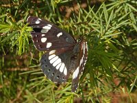 Limenitis reducta 55, Blauwe ijsvogelvlinder, Saxifraga-Kars Veling