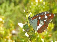 Limenitis reducta 56, Blauwe ijsvogelvlinder, Saxifraga-Kars Veling