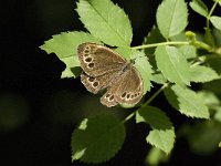 Lopinga achine 11, Boszandoog, male, Saxifraga-Jan van der Straaten