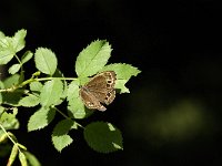 Lopinga achine 12, Boszandoog, male, Saxifraga-Marijke Verhagen