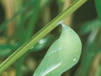 Lopinga achine 13, Boszandoog, pupa, Saxifraga-Frits Bink