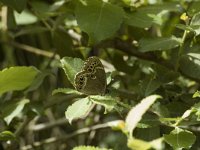 Lopinga achine 17, Boszandoog, Saxifraga-Jan van der Straaten