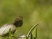 Lopinga achine 20, Boszandoog, Saxifraga-Jan van der Straaten