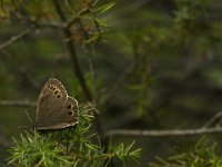 Lopinga achine 32, Boszandoog, Saxifraga-Jan van der Straaten