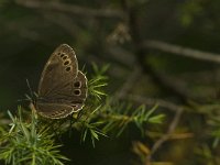 Lopinga achine 34, Boszandoog, Saxifraga-Jan van der Straaten