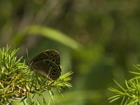 Lopinga achine 35, Boszandoog, Saxifraga-Jan van der Straaten