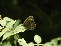 Lopinga achine 4, Boszandoog, male, Saxifraga-Jan van der Straaten