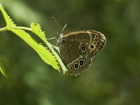 Lopinga achine 6, Boszandoog, male, Saxifraga-Marijke Verhagen