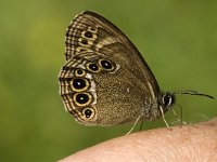 Lopinga achine 9, Boszandoog, male, Saxifraga-Jan van der Straaten