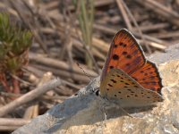 Lycaena alciphron 10, Violette vuurvlinder, Vlinderstichting-Kars Veling