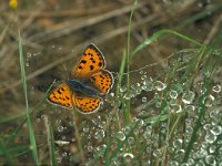 Lycaena alciphron 7, Violette vuurvlinder, Vlinderstichting-Kars Veling