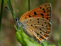 Lycaena alciphron gordius 16, Violette vuurvlinder, female, Saxifraga-Kars Veling