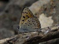 Lycaena alciphron ssp gordius 12, Violette vuurvlinder, male, Saxifraga-Jan van der Straaten