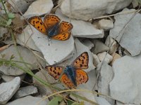 Lycaena alciphron ssp gordius 14, Violette vuurvlinder, display, Saxifraga-Jan van der Straaten