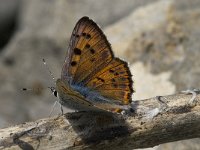 Lycaena alciphron ssp gordius 15, Violette vuurvlinder, male, Saxifraga-Jan van der Straaten