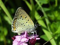 Lycaena candens 2, Balkanvuurvlinder, Vlinderstichting-Chris van Swaay  7.18 10:10