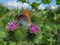 Lycaena dispar 10, Grote vuurvlinder, Saxifraga-Mark Zekhuis