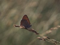 Lycaena dispar 13, Grote vuurvlinder, Vlinderstichting-Albert Vliegenthart