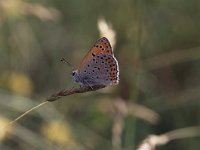 Lycaena dispar 14, Grote vuurvlinder, Vlinderstichting-Albert Vliegenthart