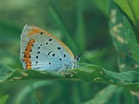 Lycaena dispar 15, Grote vuurvlinder, Vlinderstichting-Albert Vliegenthart