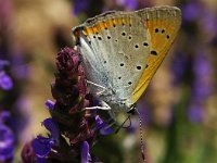 Lycaena dispar 16, Grote vuurvlinder, Vlinderstichting-Chris van Swaay  5.16 10:55