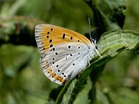 Lycaena dispar 17, Grote vuurvlinder, Vlinderstichting-Kars Veling