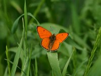 Lycaena dispar 18, Grote vuurvlinder, Saxifraga-Dirk Hilbers