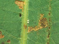 Lycaena dispar 2, Grote vuurvlinder, Vlinderstichting-Nely Honig