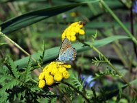 Lycaena dispar 22, Grote vuurvlinder, Saxifraga-Jeroen Willemsen