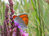 Lycaena dispar 3, Grote vuurvlinder, female, Saxifraga-Mark Zekhuis