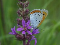 Lycaena dispar 4, Grote vuurvlinder, female, Vlinderstichting-Theo Verstrael