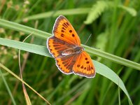 Lycaena dispar 5, Grote vuurvlinder, female, Saxifraga-Mark Zekhuis