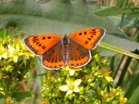 Lycaena dispar 6, Grote vuurvlinder, female, Saxifraga-Mark Zekhuis