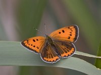 Grote Vuurvlinder; Large Copper; Lycaena dispar : Dagvlinder, Fauna, Insect, Lepidoptera, Ongewervelde, Oranje, Rode lijst, Vuurvlinder