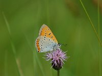 Lycaena dispar 8, Grote vuurvlinder, Saxifraga-Dirk Hilbers