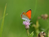 Lycaena dispar 9, Grote vuurvlinder, Saxifraga-Dirk Hilbers