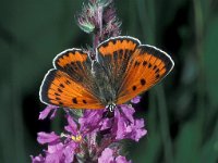 Lycaena dispar ssp batava 19, Grote vuurvlinder, female, Saxifraga-Frits Bink