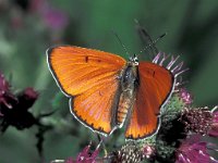 Lycaena dispar ssp batava 20, Grote vuurvlinder, male, Saxifraga-Frits Bink