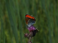 Lycaena dispar ssp batava 23, Saxifraga-Bas Klaver