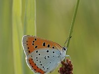 Lycaena dispar ssp batava 24, Saxifraga-Bas Klaver