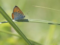 Lycaena dispar ssp batava 27, Grote vuurvlinder, Saxifraga-Mark Zekhuis