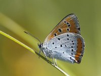 Lycaena dispar ssp batava 28, Grote vuurvlinder, Saxifraga-Mark Zekhuis