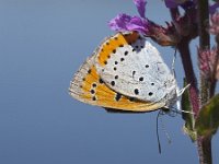 Lycaena dispar ssp batava 31, Grote vuurvlinder, Saxifraga-Mark Zekhuis